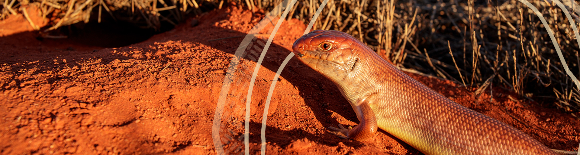 image of lizard on red dirt